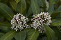 Skimmia japonica-1 Skimia japońska